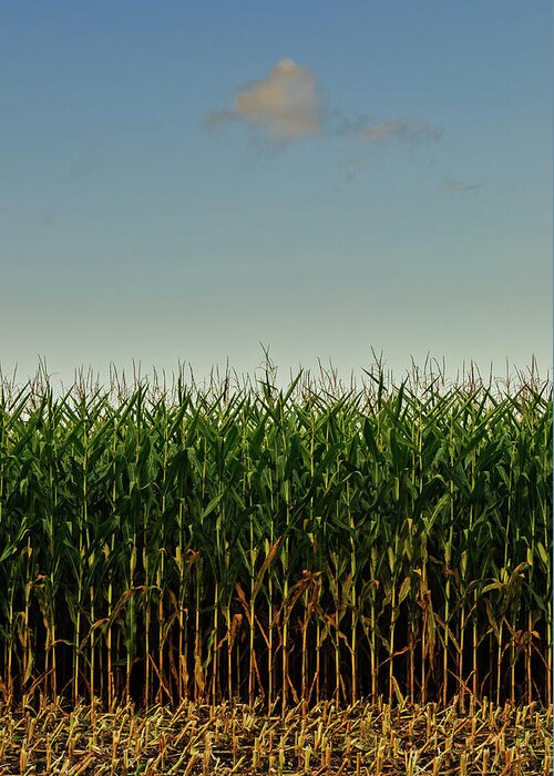 Natural Pattern Greeting Card featuring the photograph Lone Cloud Above Corn Field by Jason Harris