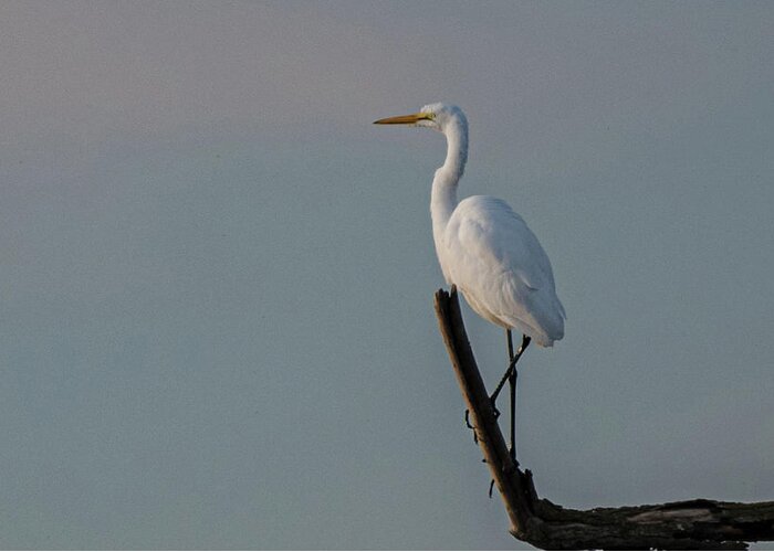 Egret Greeting Card featuring the photograph Lone egret by Patricia Dennis