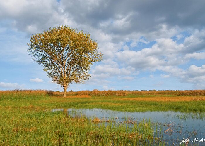 Autumn Greeting Card featuring the photograph Lone Tree by a Wetland by Jeff Goulden