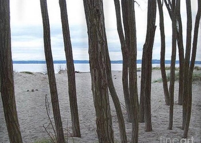 Coastline Photography Greeting Card featuring the photograph Lonely Trees by the Sea Puget Sound by Carol Riddle