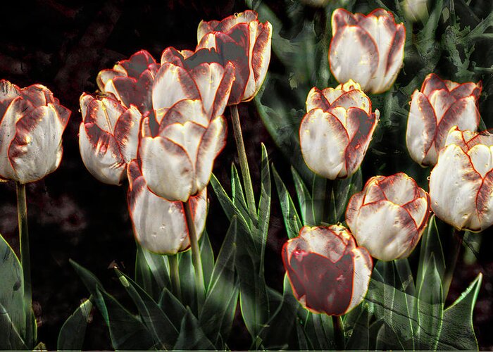 Flowers Greeting Card featuring the photograph Lonesome Tulips by Dale Stillman