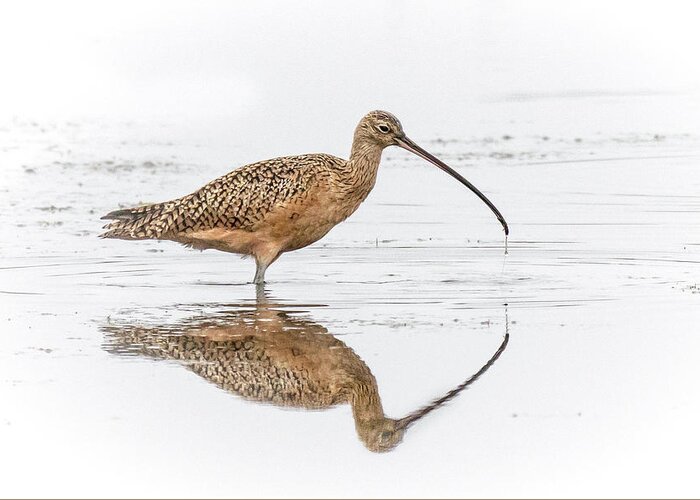 Long-billed Curlew Greeting Card featuring the photograph Long-billed Curlew by James Capo
