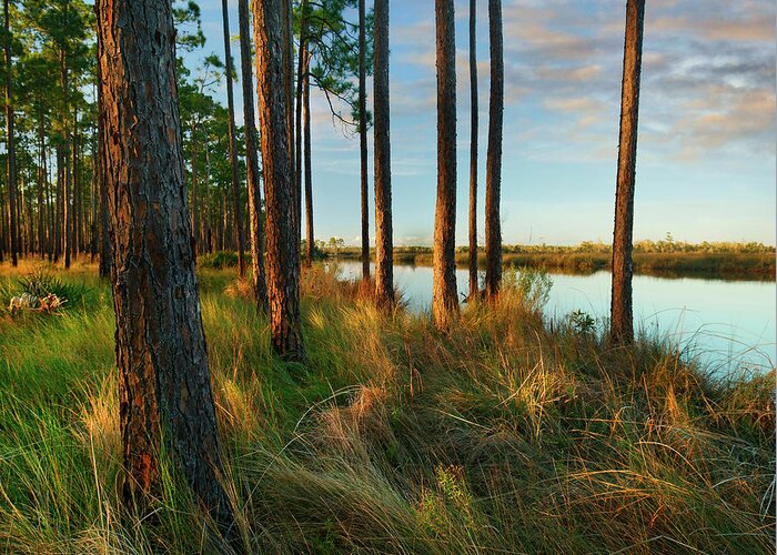 00546368 Greeting Card featuring the photograph Longleaf Pines, Sopchoppy River, Ochlockonee River State Park, Florida by Tim Fitzharris