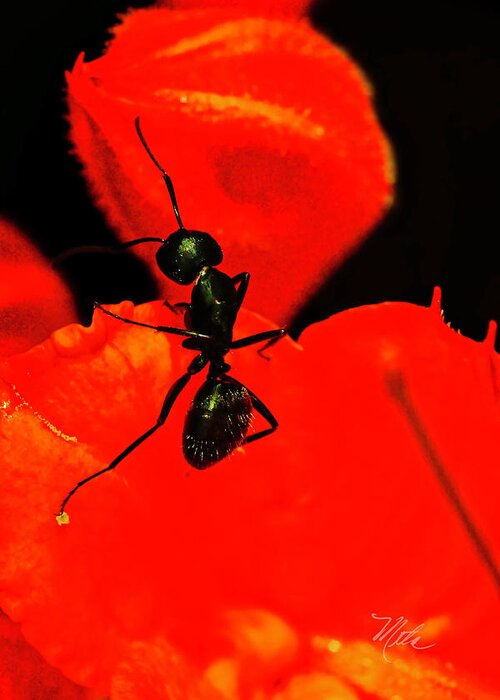 Macro Photography Greeting Card featuring the photograph Looking for my Friend Ant Closeup by Meta Gatschenberger