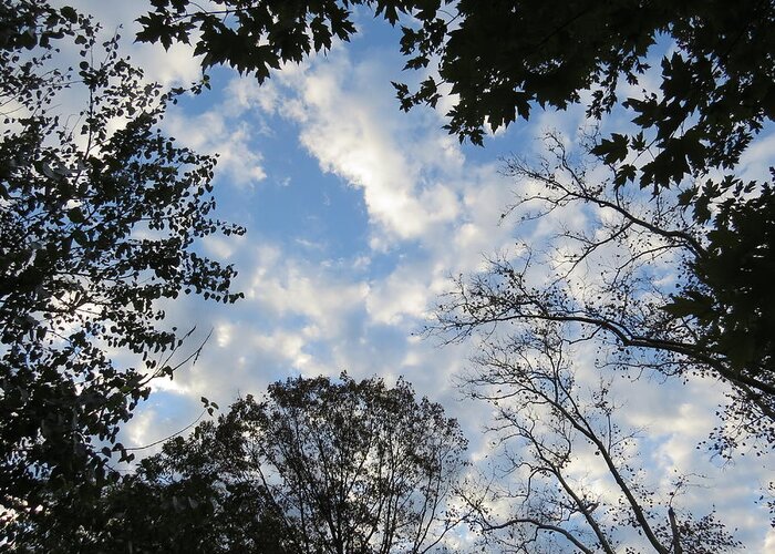 Trees Greeting Card featuring the photograph Looking Up Into the Heavens by Linda Stern