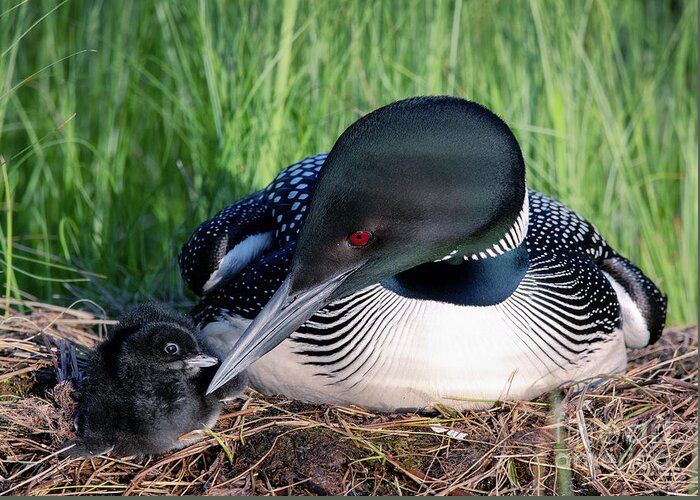 Common Loon Greeting Card featuring the photograph Loon Love by Shannon Carson