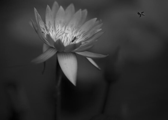 Lotus Greeting Card featuring the photograph Lotus by C.s.tjandra