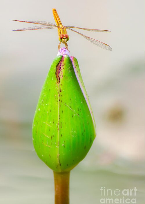 Pond Greeting Card featuring the photograph Lotus Flower Dragonfly by Here Asia