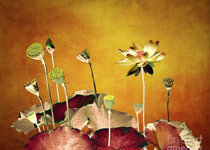 Gabriele Pomykaj Greeting Card featuring the photograph Lotus Flower by Gabriele Pomykaj