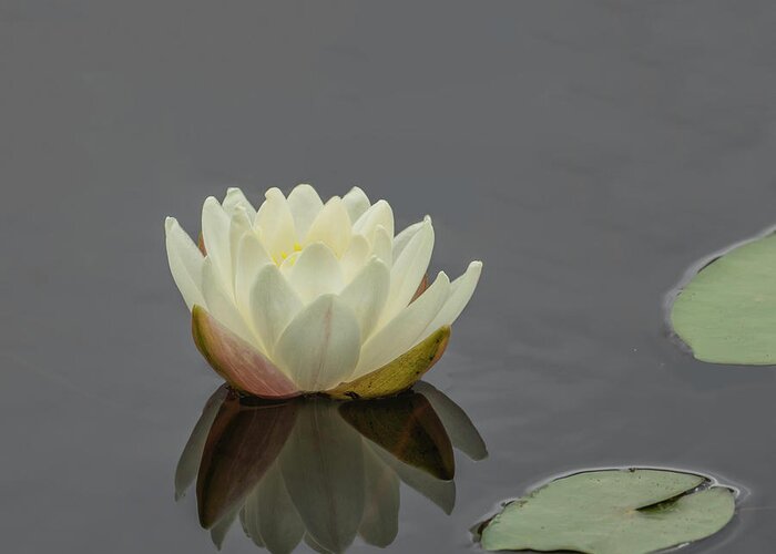 Lotus Flowers Greeting Card featuring the photograph Lotus Flower H by Jim Dollar