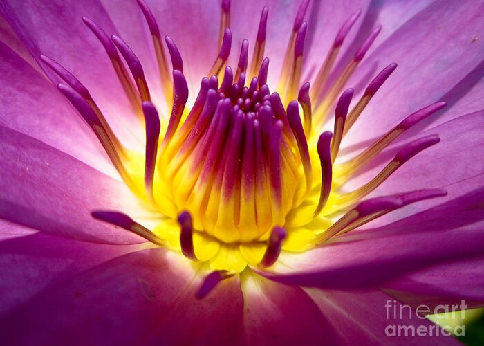 Harmony Greeting Card featuring the photograph Lotus Fresh Color With Yellow Stamens by Baitong