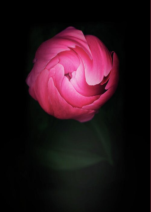 Peony Greeting Card featuring the photograph Love Speaks by Philippe Sainte-Laudy