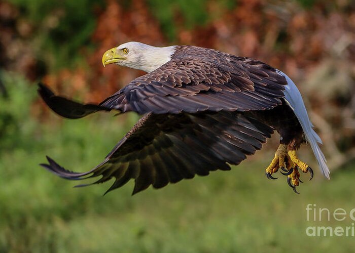 Eagle Greeting Card featuring the photograph Low Altitude Eagle by Tom Claud