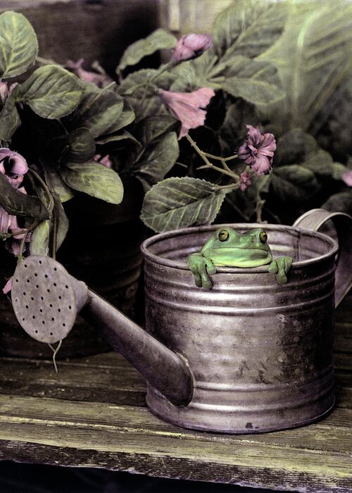 A Green Frog With His Head And Legs Sticking Out Of A Watering Can With A Flowering Plant Behind It On A Table Greeting Card featuring the photograph Lucky by Sharon Forbes