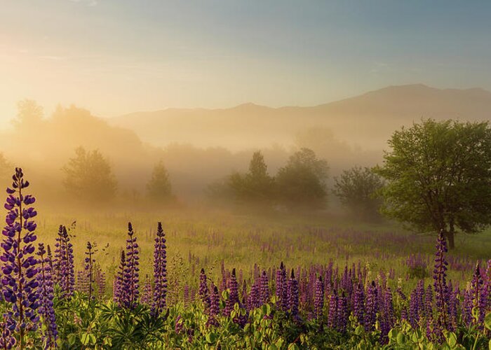 Amazing New England Artworks Greeting Card featuring the photograph Lupine In The Fog, Sugar Hill, NH by Jeff Sinon