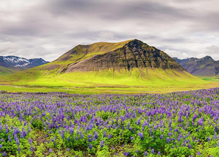 Lupines And Mountains - Panorama Greeting Card featuring the photograph Lupines And Mountains - Panorama by Michael Blanchette Photography