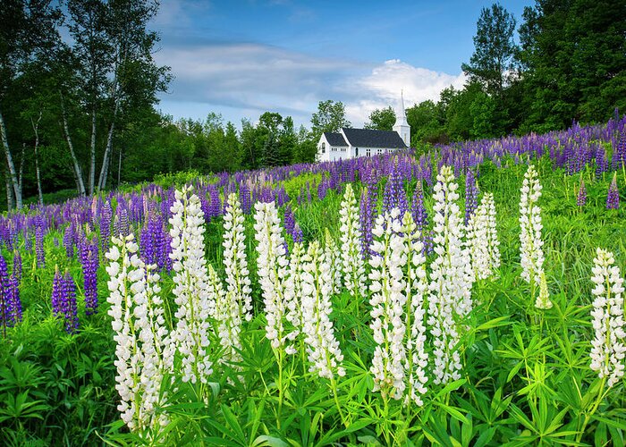 Lupines At Sugar Hill Greeting Card featuring the photograph Lupines At Sugar Hill by Michael Blanchette Photography