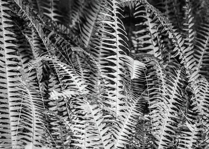 Ebony Spleenwort Greeting Card featuring the photograph Lush Ferns by Rebecca Carr
