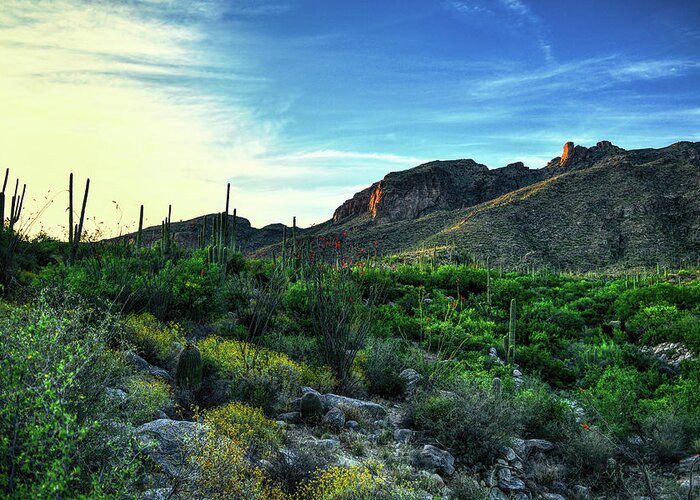 Santa Catalina Mountains Greeting Card featuring the photograph Lushness of the Arizona Spring by Chance Kafka