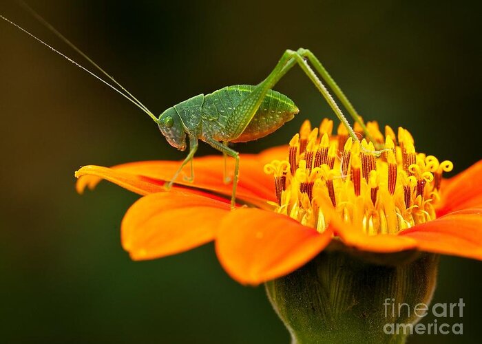 Macro Greeting Card featuring the photograph Macro Photos From Insects Nature by Dudu Linhares
