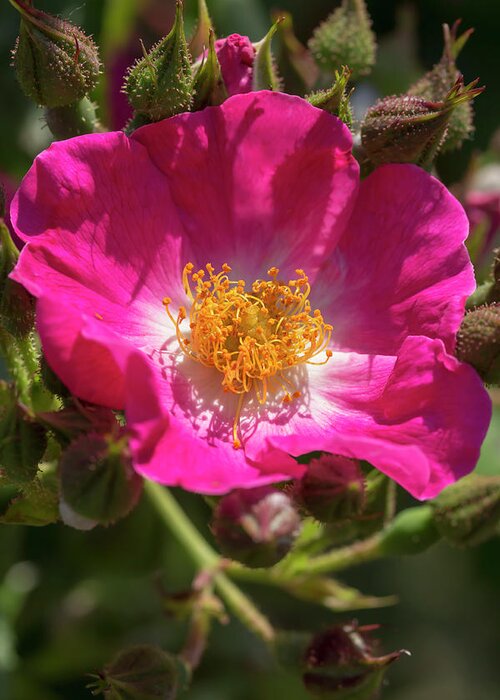 Rose Greeting Card featuring the photograph Magenta Rose by Dawn Cavalieri