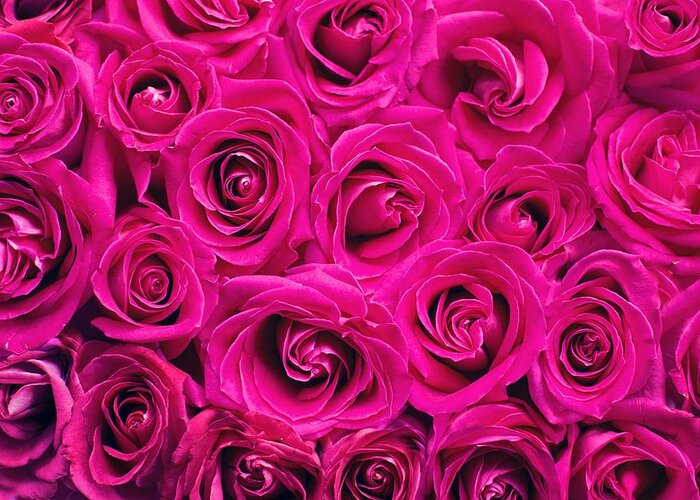 Flower Greeting Card featuring the photograph Magenta roses by Top Wallpapers