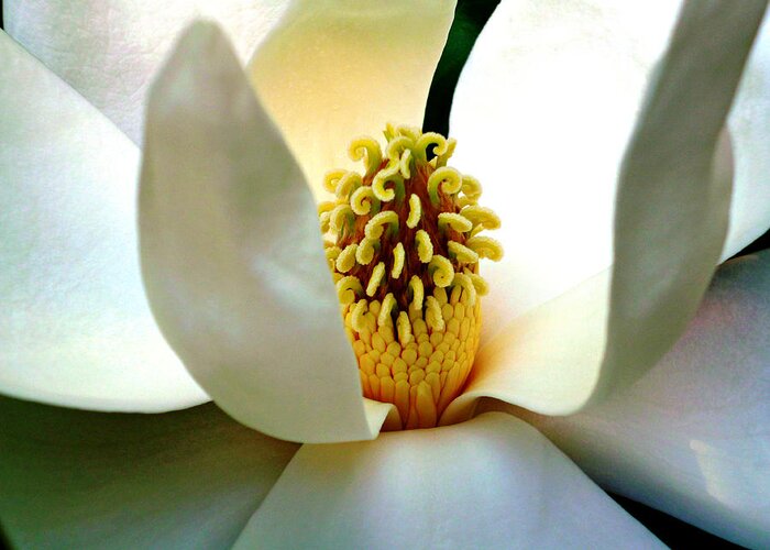 Magnolia Bloom Greeting Card featuring the photograph Magnolia Bloom Macro by Mike McBrayer