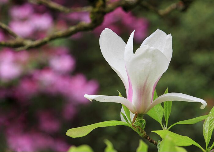 Japanese Garden Greeting Card featuring the photograph Magnolia by Briand Sanderson