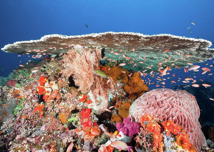 Underwater Greeting Card featuring the photograph Majestic Table Coral And Sea Goldies by Ifish