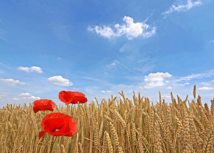 Farm Landscape Greeting Card featuring the photograph Making A Splash Red Poppies In Wheat Field by Gill Billington