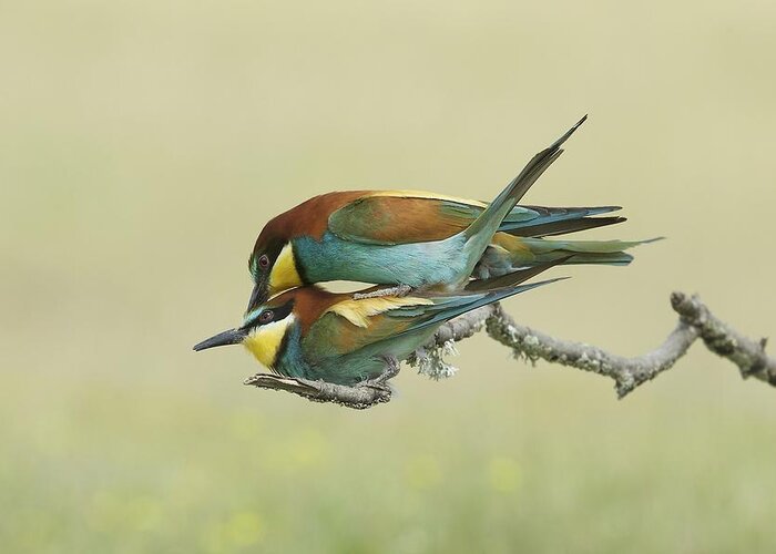 Bee-eaters Greeting Card featuring the photograph Making Little Bee-eaters - 2 by Ray Cooper