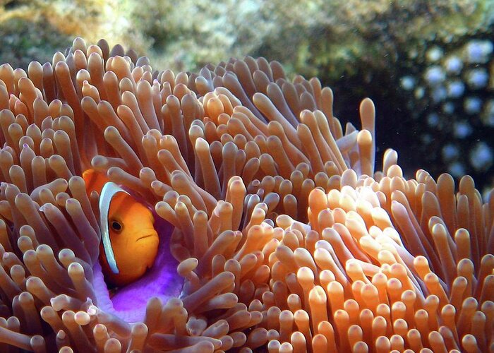Underwater Greeting Card featuring the photograph Maldives-anemonefish by Www.paulgracephotography.co.uk