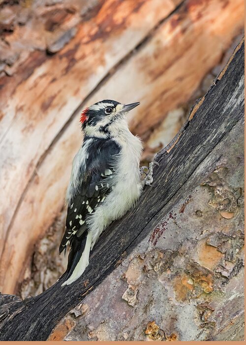 Loree Johnson Photography Greeting Card featuring the photograph Male Downy Woodpecker by Loree Johnson
