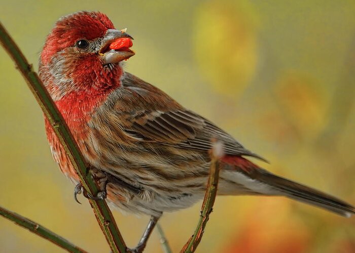 Wildlife Greeting Card featuring the photograph Male House Finch In Burning Bush by Dale Kauzlaric
