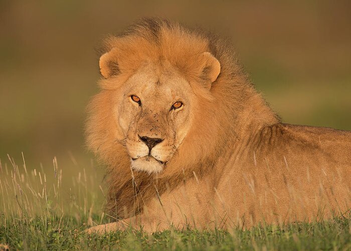 Grass Greeting Card featuring the photograph Male Lion At Sunrise by Michael J. Cohen, Photographer