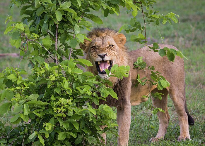 Toughness Greeting Card featuring the photograph Male Lion With Teeth Bared, Botswana by Karen Desjardin