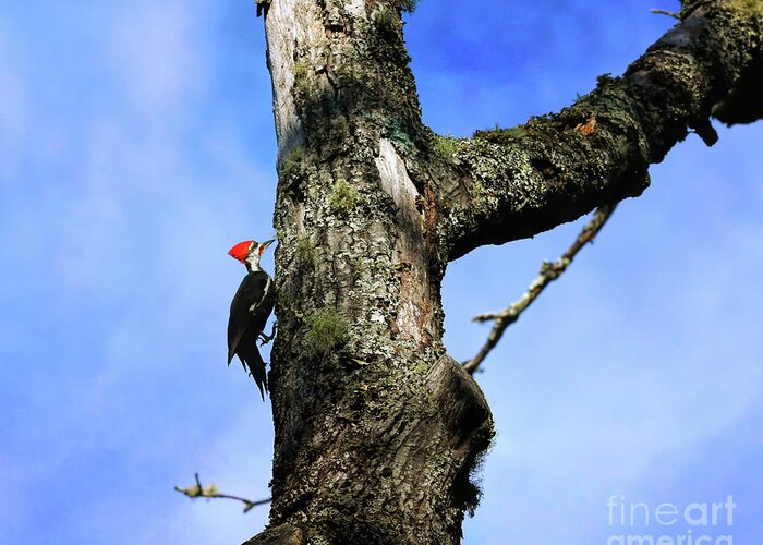 Woodpecker Greeting Card featuring the photograph Male Pileated Woodpecker by Kerri Farley