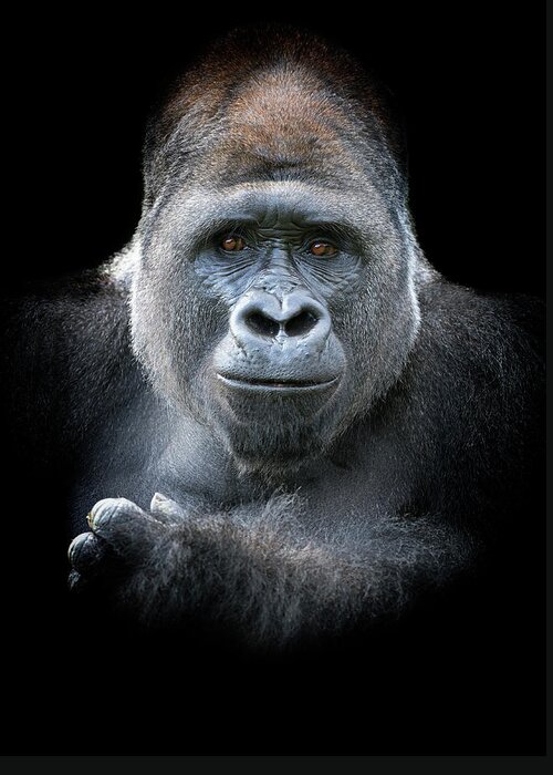 Animal Themes Greeting Card featuring the photograph Male Western Lowland Gorilla by Mike Hill