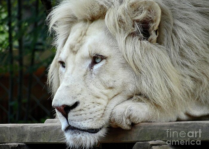 Male Animal Greeting Card featuring the photograph Male White Lion Panthera Leo Krugeri by Jany