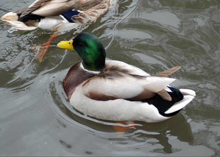 Mallard Ducks Greeting Card featuring the photograph Mallard Ducks In A Splash by Ee Photography