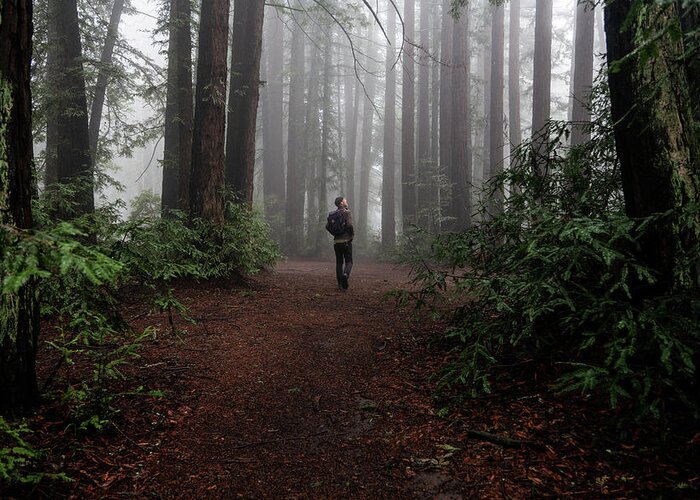Portrait Greeting Card featuring the photograph Man Explores Large Clearing In Foggy Mysterious Redwood Forest by Cavan Images