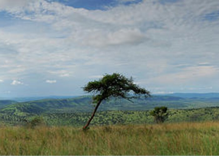 Scenics Greeting Card featuring the photograph Man Overlooking A Savannah In Rwanda by Rollingearth