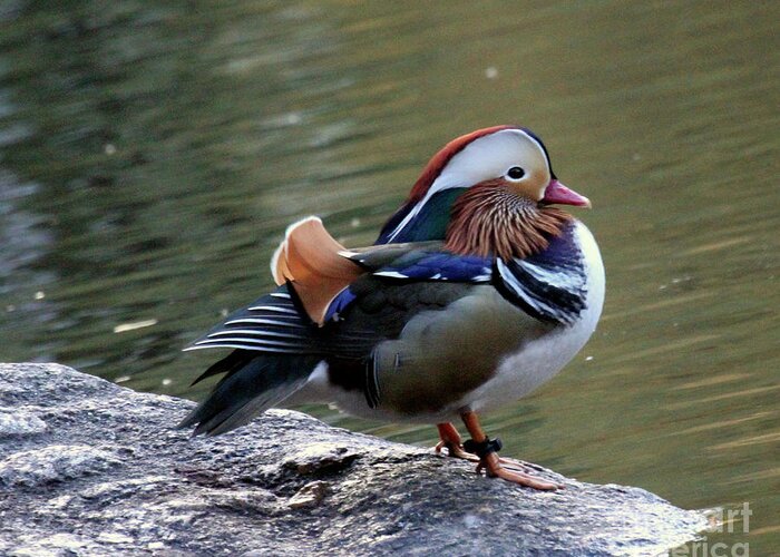 Mandarin Duck Greeting Card featuring the photograph Mandarin Duck 2 by Patricia Youngquist