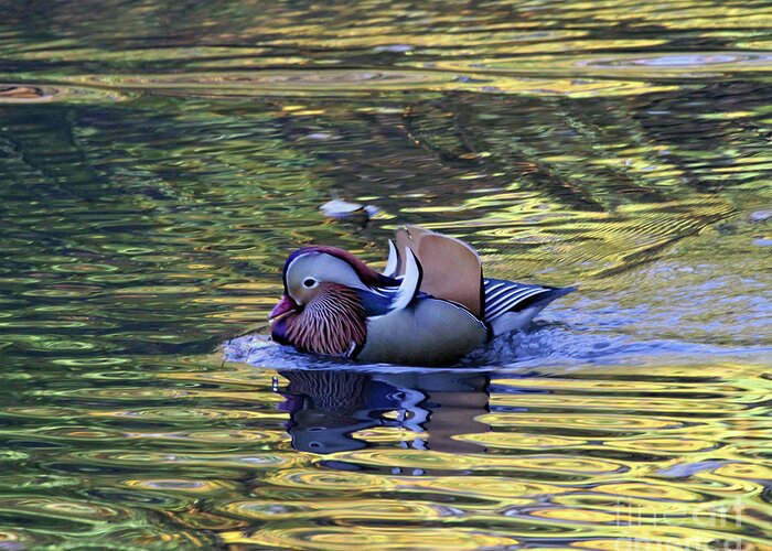 Mandarin Duck Greeting Card featuring the photograph Mandarin Duck 9 by Patricia Youngquist
