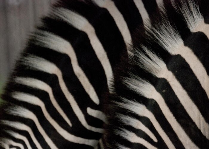Animal Skin Greeting Card featuring the photograph Manes Of Two Zebras, Close-up by Win-initiative/neleman