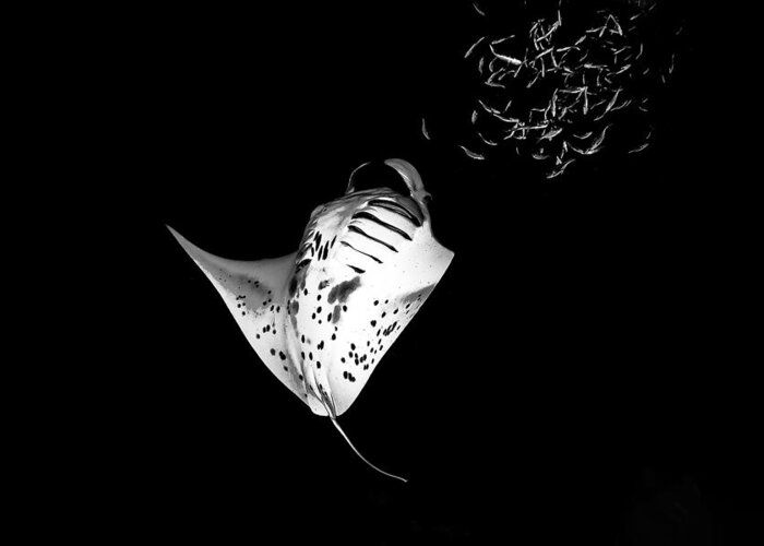 Underwater Greeting Card featuring the photograph Manta Flip by Jennifer Lu