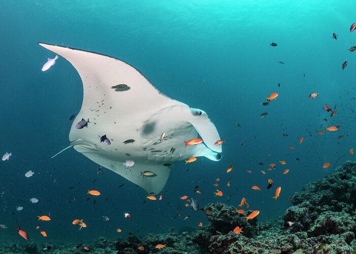 Animal Greeting Card featuring the photograph Manta Ray At Cleaning Station by Tui De Roy