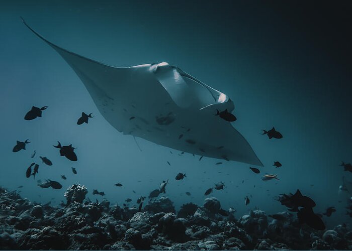 Underwater Greeting Card featuring the photograph Manta`s Flight by Dmitriy Yevtushyk