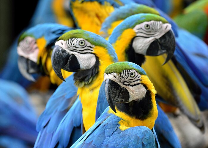 Feather Greeting Card featuring the photograph Many Of Blue And Gold Macaw Perching by Super Prin
