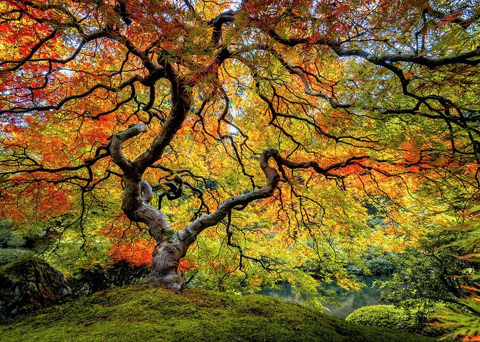 Maple Greeting Card featuring the photograph Maple Fall Color in Oregon by Michael Ash